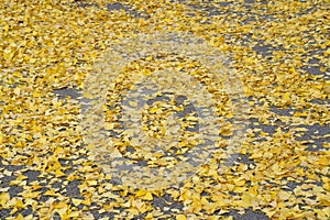 Dry Ginkgo leaves fall on the on the concrete ground in Autumn