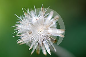 Dry glass flower