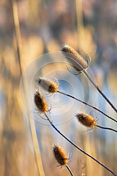 Dry globe thistles in winter time