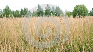 Dry golden autumn grass swaying on wind on field in overcast day.