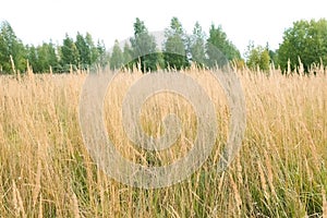 Dry golden autumn grass swaying on wind on field in overcast day.