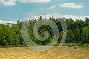 Dry golden meadow with hay bales and forest in Bourgoyen nature reserve