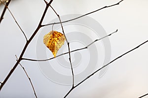 Dry golden tree leaf on a branch