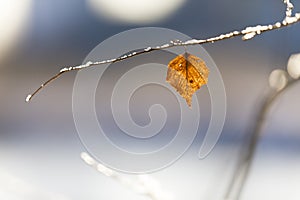 Dry golden tree leaf on a branch
