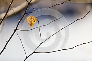 Dry golden tree leaf on a branch