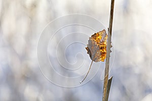 Dry golden tree leaf on a branch