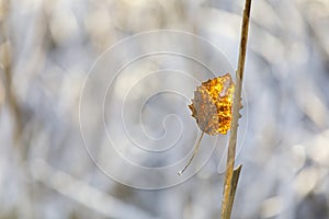 Dry golden tree leaf on a branch