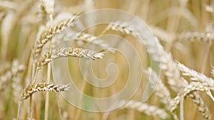 Dry golden wheat field. Farm, crops, autumn harvest. Wheat field caressed by wind. Nature landscape. Close up.