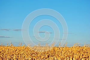 Dry golden yellow maize field on blue cloudy sky background