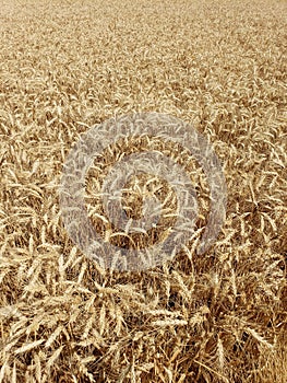 Dry grain wheat standing in a farmers field