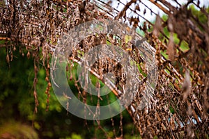 Dry grape vine brown Together in a bamboo stabilizer tunnel Blurred background is a green tree.shallow focus effect