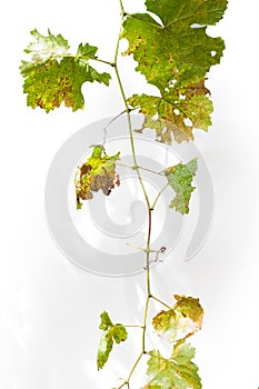 Dry grapes leaves on white background