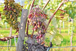 Dry grapes ready for harvesting