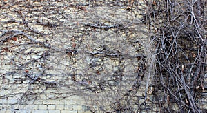 Dry grapes on the wall