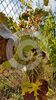 Dry grapevine leaf closeup with brown edges and yellow veins. Grape vine foliage with blurred background of rusty wire mesh fence.