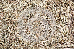 Dry grass