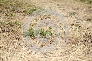 Dry grass