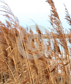 dry grass