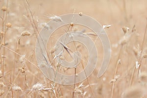 Dry Grass