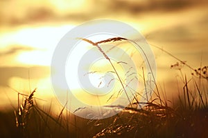 Dry grass against the background of a summer sunset. Selective focus. Summer landscape.