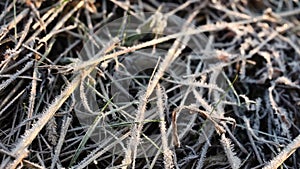 Dry grass all in frost, morning frosts autumn