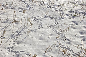 Dry grass and animal traces in snow