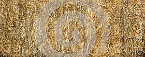 Dry grass background