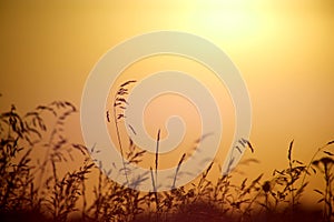 Dry grass on the background of the setting sun in a summer evening or morning.