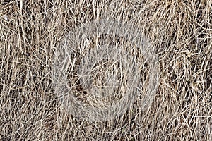 Dry grass background texture, hay, old, last year, haymaking