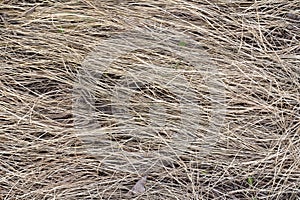 Dry grass background texture, last year haymaking