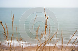 Dry grass, Beach, English Channel