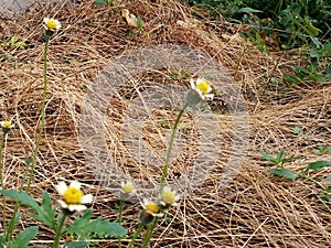 Dry grass with beautiful flowers