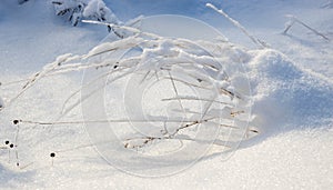 Dry grass bent under the weight of snow, snowy natural landscape