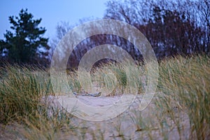 dry grass bents in sand on the beach