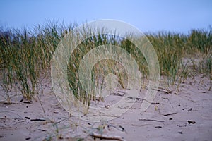 dry grass bents in sand on the beach