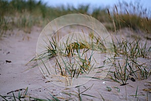 dry grass bents in sand on the beach