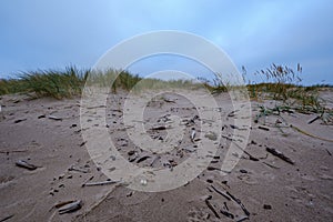 dry grass bents in sand on the beach