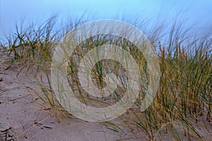 dry grass bents in sand on the beach