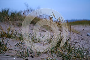 dry grass bents in sand on the beach