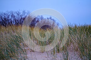 dry grass bents in sand on the beach