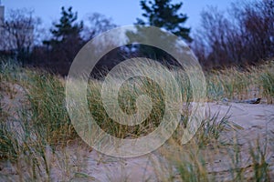 dry grass bents in sand on the beach