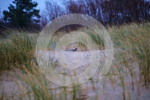 dry grass bents in sand on the beach