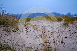 dry grass bents in sand on the beach