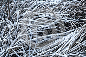 Dry grass blades covered with morning frost in the fall