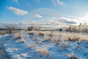 Dry grass blades, encased in ice