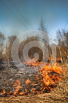 Dry grass blazes among bushes, fire in bushes area