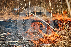 Dry grass blazes among bushes, fire in bushes area