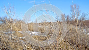 Dry grass on blue sky background