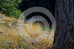 Dry grass on a bluff overlooking a shaded cove