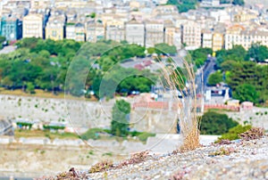 Dry grass and blurred background with aerial view of Corfu city